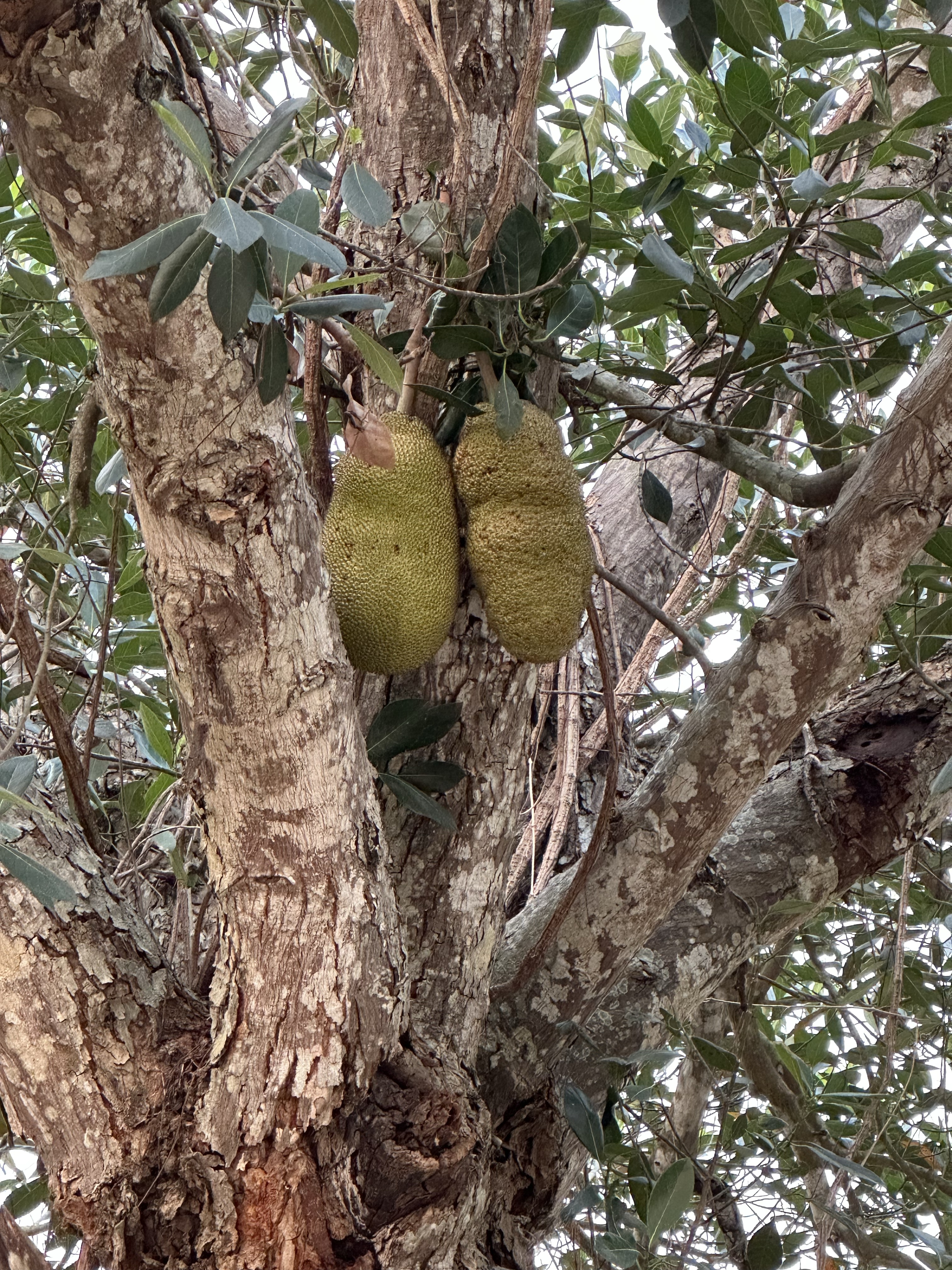 Jackfruit